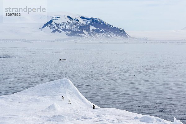 Schwertwal  Orcinus orca  groß  großes  großer  große  großen  Wal  Geräusch  Antarktis