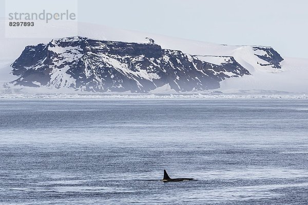 Schwertwal  Orcinus orca  groß  großes  großer  große  großen  Wal  Geräusch  Antarktis