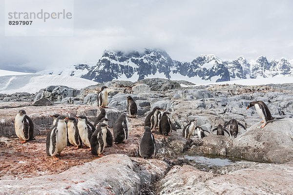 Kindergarten  Eselspinguin  Pygoscelis papua  Langschwanzpinguin  Antarktis  Pinguin