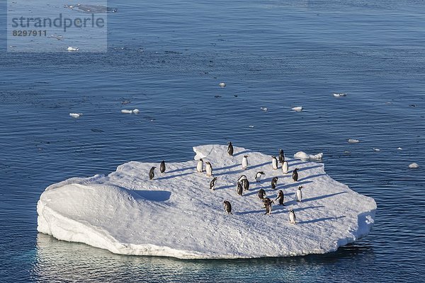 Kaiserpinguin  Aptenodytes forsteri  Eis  Eisscholle  Eselspinguin  Pygoscelis papua  Langschwanzpinguin  Erwachsener  Antarktis