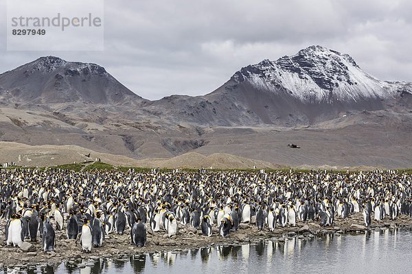 König - Monarchie  Bucht  Zucht  Pinguin  Südatlantik  Südgeorgien