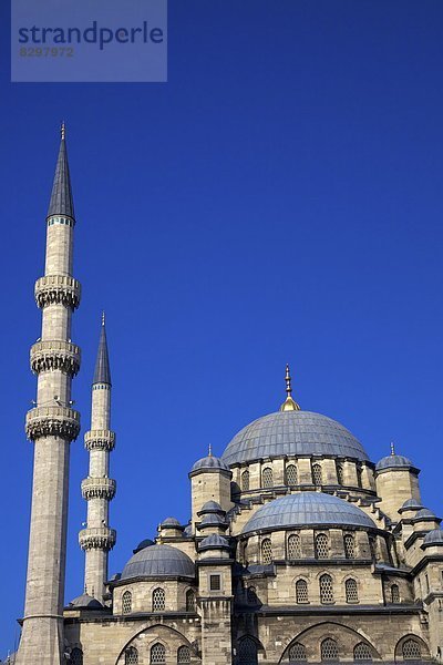 Truthuhn  Istanbul  Türkei