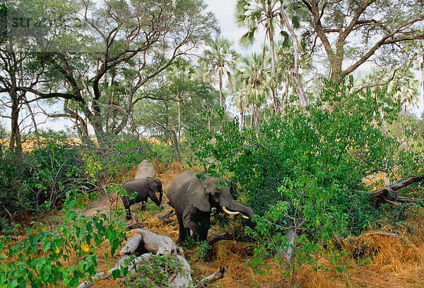 Laubwald  Elefant  füttern  Mutter - Mensch  Botswana  Kalb
