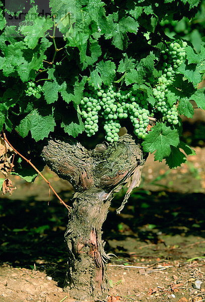 Frankreich  Wachstum  weiß  Weintraube  Kletterpflanze  Chinon  Weinberg