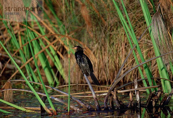 lang  langes  langer  lange  Vogel  hocken - Tier  Schwanz  Tierschwanz  Afrika  Botswana  Kormoran  Okavangodelta  Papyrus
