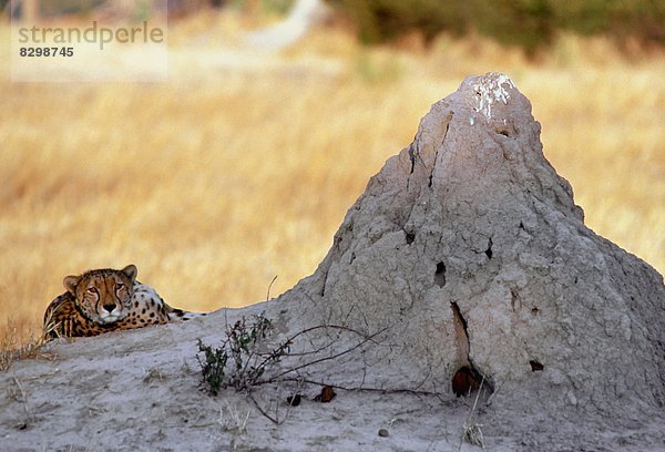 liegend  liegen  liegt  liegendes  liegender  liegende  daliegen  Gepard  Acinonyx jubatus  Sonnenuntergang  Termitenhügel  Botswana  Erdhügel
