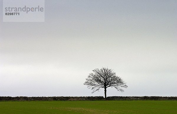 Baum  Landschaft  Horizont  1  verstauen  Oxfordshire