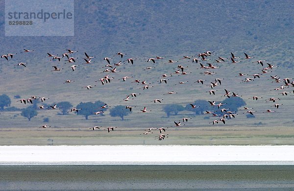 Ostafrika  Zwergflamingo  Phoenicopterus minor  Ngorongoro Crater  Tansania