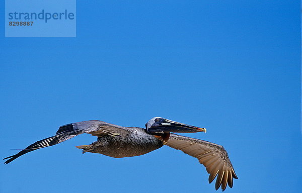 durchsichtig  transparent  transparente  transparentes  Himmel  fliegen  fliegt  fliegend  Flug  Flüge  blauer Himmel  wolkenloser Himmel  wolkenlos  blau  Vogel  braun  Ecuador  Galapagosinseln  Pelikan