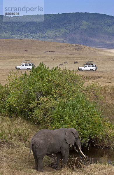 Elefant  Krater  füttern  Tansania
