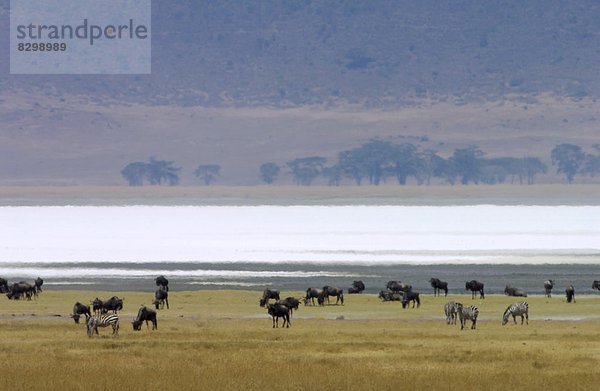 Ostafrika  Streifengnu  connochaetes taurinus  Ngorongoro Crater  Tansania