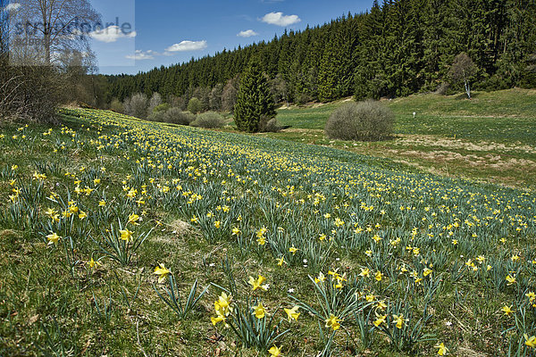 Wild wachsende Gelbe Narzissen (Narcissus pseudonarcissus)  Perlenbachtal  Nationalpark Eifel  Monschau-Hoefen  Nordrhein-Westfalen  Deutschland