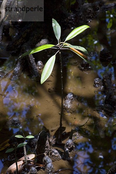 Erde  Wachstum  jung  schießen  Australien  Erbe  Mangrove  Regenwald