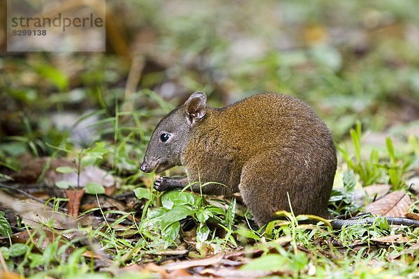 Boden  Fußboden  Fußböden  Wald  essen  essend  isst  Australien  Känguru  Queensland  Ratte