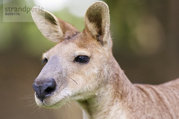 Australien  Queensland