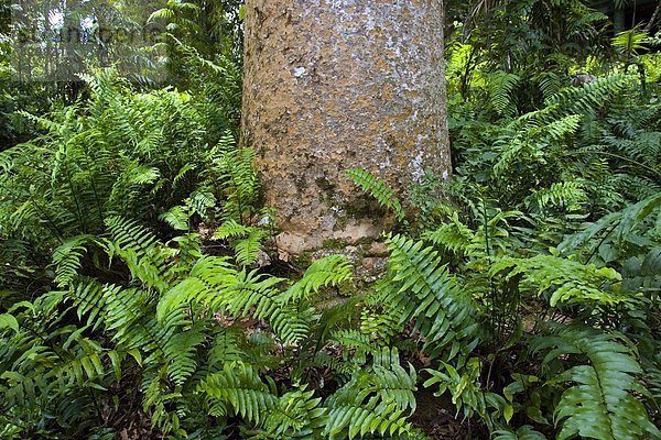 Baum Wachstum Farn Kiefer Pinus sylvestris Kiefern Föhren Pinie Australien Queensland