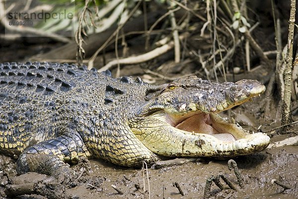 Fluss  seicht  Schlamm  Australien  Krokodil