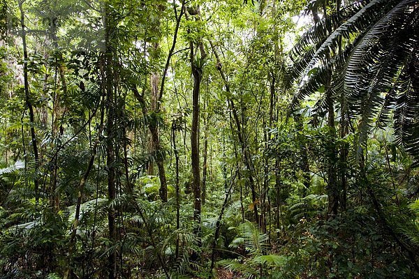 Baum  Farn  Australien  Regenwald