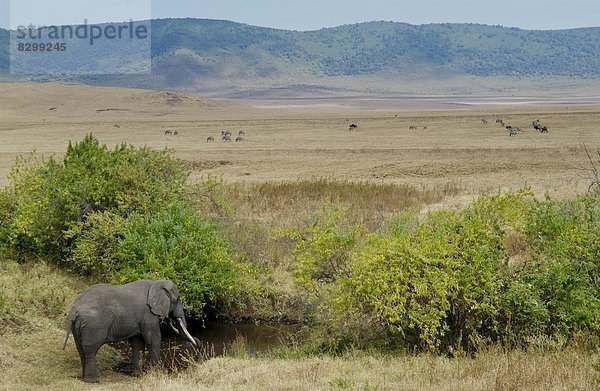 Getränk  gehen  Elefant  Krater  Tansania