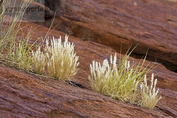 Felsbrocken  Ayers Rock  Uluru  Wachstum  Gras  Australien