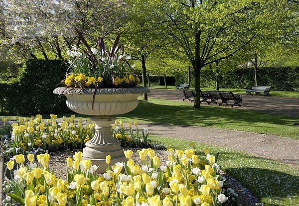 Eine Steinnote mit Narzissen und Violen gepflanzt und umgeben von gelben und weißen Tulpen in Regent s Park  London  England  Großbritannien  Europa
