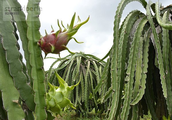 Drachenfrucht  Südostasien  Vietnam  Asien