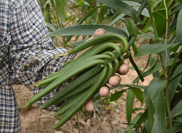 Südostasien  Vietnam  Asien