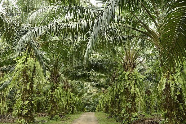 Südostasien  Asien  Thailand