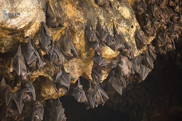 Dach  innerhalb  Höhle  Südostasien  Zimmer  Asien  Goa  Indonesien