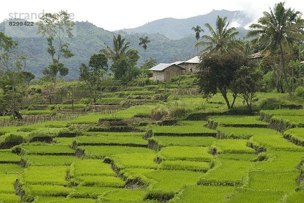 Südostasien  Asien  Indonesien