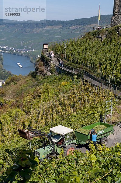 Europa  ernten  Tal  Ignoranz  Weintraube  Deutschland  Rheinland-Pfalz