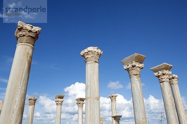 Nordafrika  Säule  Mittelpunkt  Afrika  Basilika  Libyen