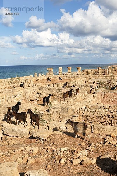 Nordafrika Wohnhaus gehen Ruine Ziege Capra aegagrus hircus Afrika Libyen