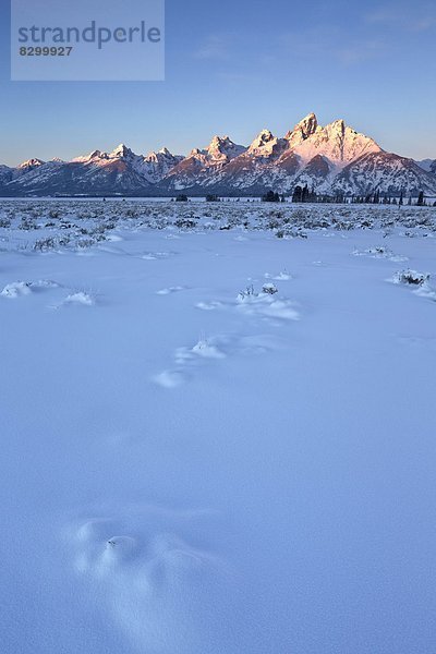 Vereinigte Staaten von Amerika  USA  Frische  Beleuchtung  Licht  Nordamerika  Schnee  Wyoming