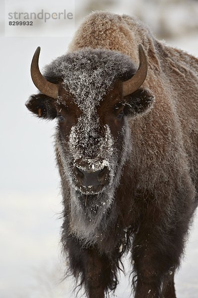 Vereinigte Staaten von Amerika  USA  Hausrind  Hausrinder  Kuh  Winter  Nordamerika  Yellowstone Nationalpark  Bison  Kuh  Wyoming