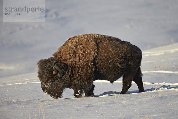 Vereinigte Staaten von Amerika  USA  Bulle  Stier  Stiere  Bullen  Nordamerika  Yellowstone Nationalpark  Bison  Schnee  Wyoming