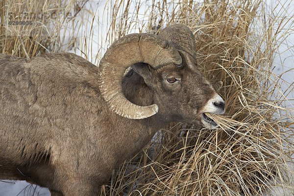Vereinigte Staaten von Amerika  USA  Winter  Schaf  Ovis aries  Nordamerika  essen  essend  isst  Dickhornschaf  Ovis canadensis  Yellowstone Nationalpark  Wyoming