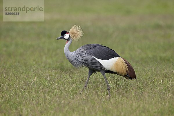 Ostafrika Kranich Schwedische Krone Afrika Turmkran grau Ngorongoro Crater Tansania