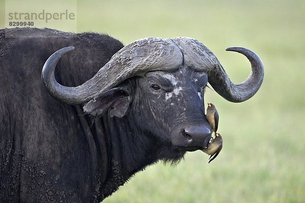 Ostafrika  Madenhacker  Buphagus  gelb  2  Büffel  Rechnung  Afrika  Ngorongoro Crater  Tansania