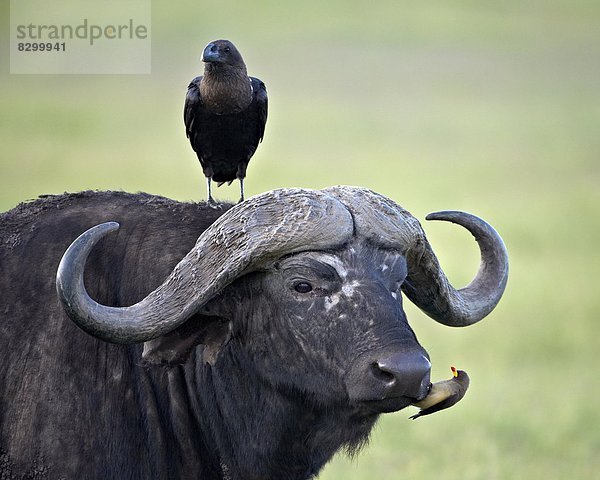 Ostafrika  Krähe  Madenhacker  Buphagus  Kolkrabe  Corvus corax  gelb  weiß  Büffel  Rechnung  Afrika  Ngorongoro Crater  Tansania