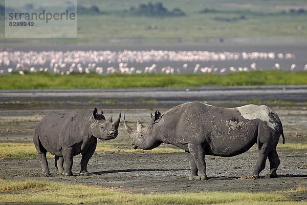 Ostafrika  schwarz  2  UNESCO-Welterbe  Afrika  Ngorongoro Crater  Nashorn  Tansania