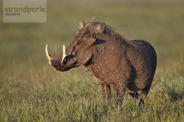 Ostafrika  Afrika  Ngorongoro Crater  Tansania