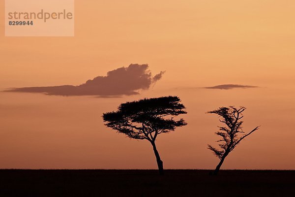 Ostafrika  Serengeti Nationalpark  UNESCO-Welterbe  Afrika  Tansania