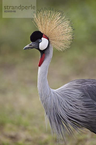 Ostafrika Kranich Schwedische Krone Serengeti Nationalpark Afrika Turmkran grau Tansania