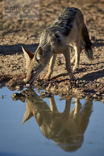 Südliches Afrika  Südafrika  schwarz  Nostalgie  trinken  Silber  Rückansicht  Kalahari  Afrika  Schakal