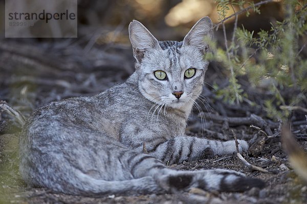 Afrikanische Wildkatze (Felis Silvestris Lybica)  Kgalagadi Transfrontier Park  umfasst das ehemalige Kalahari Gemsbok National Park  Südafrika  Afrika