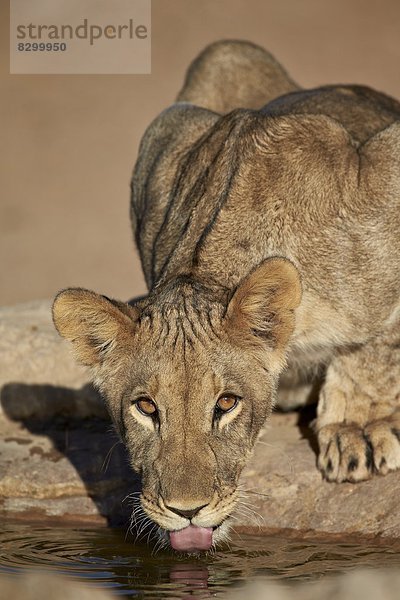 Südliches Afrika  Südafrika  Nostalgie  Kalahari  Afrika