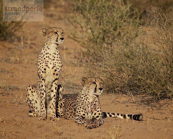 Südliches Afrika  Südafrika  Nostalgie  Kalahari  Afrika