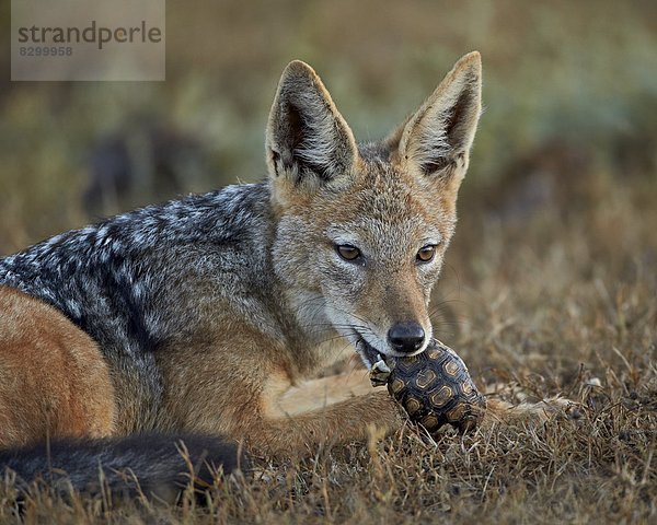 Südliches Afrika  Südafrika  Leopard  Panthera pardus  klein  schwarz  Silber  Rückansicht  essen  essend  isst  Afrika  Schakal  Landschildkröte  Schildkröte