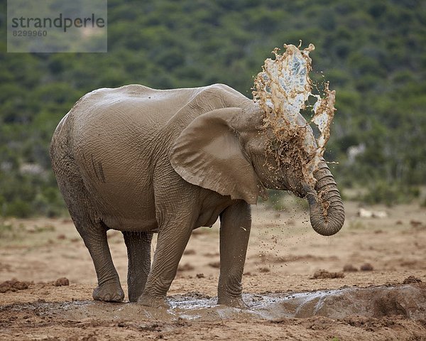 Südliches Afrika  Südafrika  baden  Elefant  Afrika  Schlamm